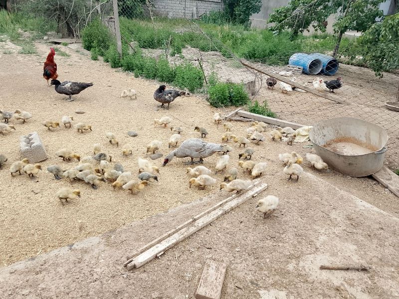 Голубой фаворит урдак жужалари Голубой фаворит урдак жужалари