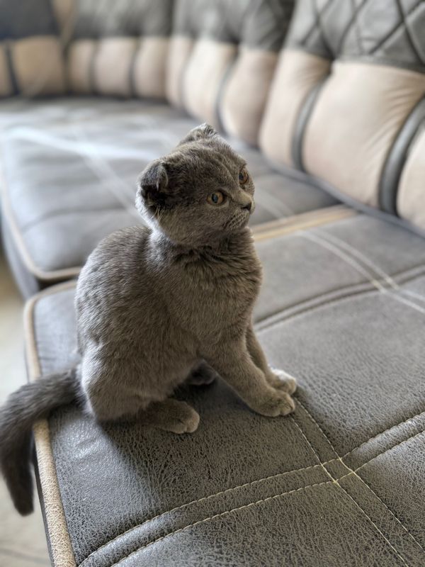 Scottish Fold Cat Pishakcha Mushukcha Scottish Fold Cat Pishakcha Mushukcha