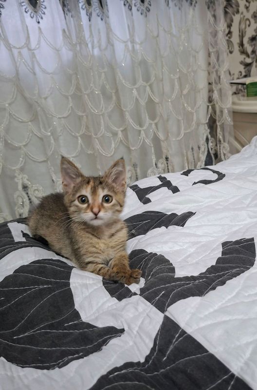 котёнок котёнок