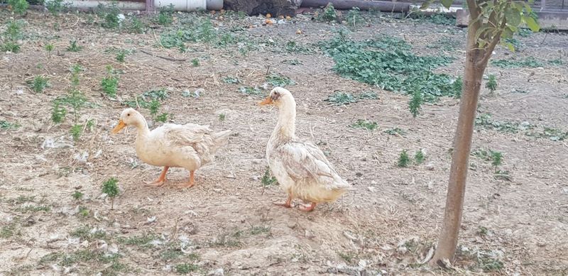 O'rdak yosh 2lasi billa sotiladi donasi 90.000 O'rdak yosh 2lasi billa sotiladi donasi 90.000