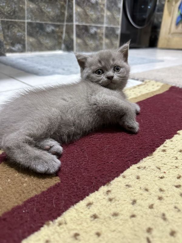 Британская шиншила
