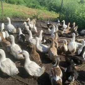 ordakla 3 oylik утка 3 ойлик: va 3 ta kotasi bor ordakla 3 oylik утка 3 ойлик: va 3 ta kotasi bor