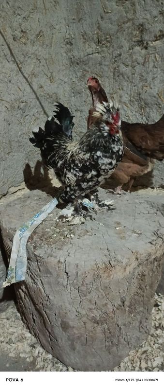 Yaponcha xurozcha Ōrdak Yaponcha xurozcha Ōrdak