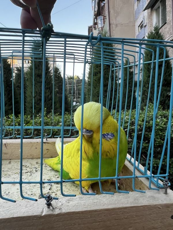Волнистый попугай volnistiy popugay andurka Волнистый попугай volnistiy popugay andurka