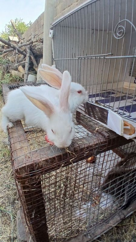 Quyonla sotiladi 2 ta erke Quyonla sotiladi 2 ta erke