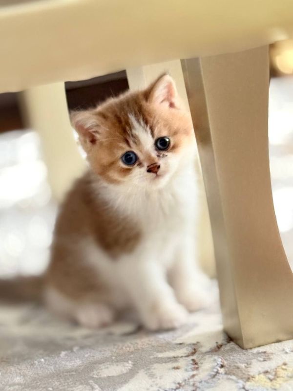 Шотландский котенок Шотландский котенок