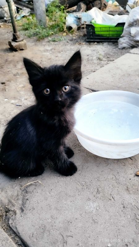 Котята черные домошние Котята черные домошние