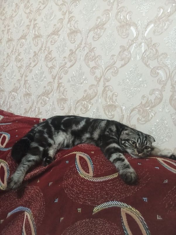 Вязка кот скотш фолд Вязка кот скотш фолд