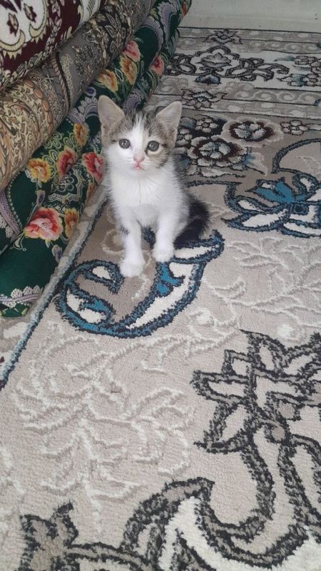 Котёнок девочка 1,5 месяца Котёнок девочка 1,5 месяца