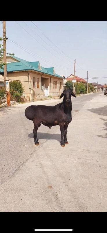 Qoʻylar sotamiza pokiza