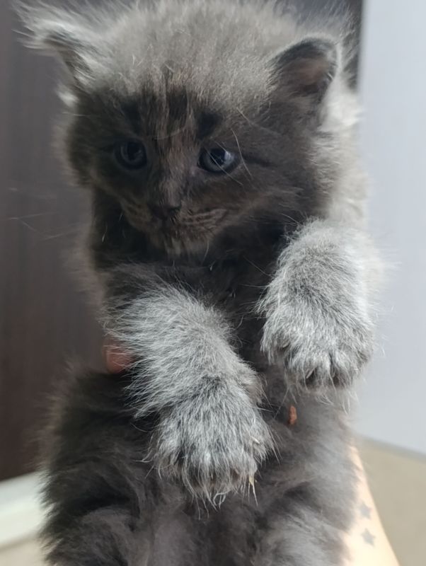 котята британской породы котята британской породы