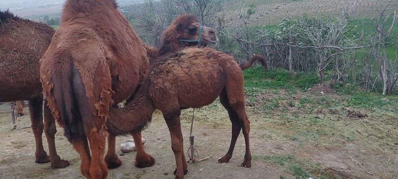 Tuyalar botaloqchalar sotiladi o'ziga qarab kelishamiz ..