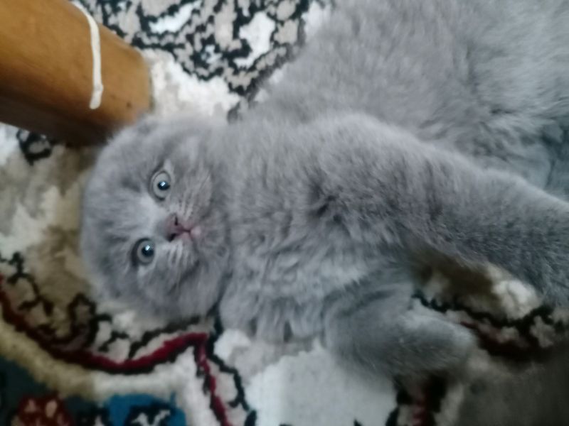 Продается Скоттиш Фолд мальчик Продается Скоттиш Фолд мальчик