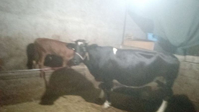 ONA BOLA SIGIR SOTILADI BOLASI BUQA oladganlar nomerlaga aloqaga ONA BOLA SIGIR SOTILADI BOLASI BUQA oladganlar nomerlaga aloqaga