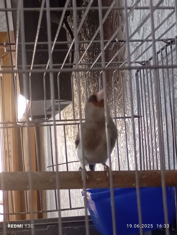 1 yili norchi sotiladi: 2 norchi qush bor 1 yili norchi sotiladi: 2 norchi qush bor