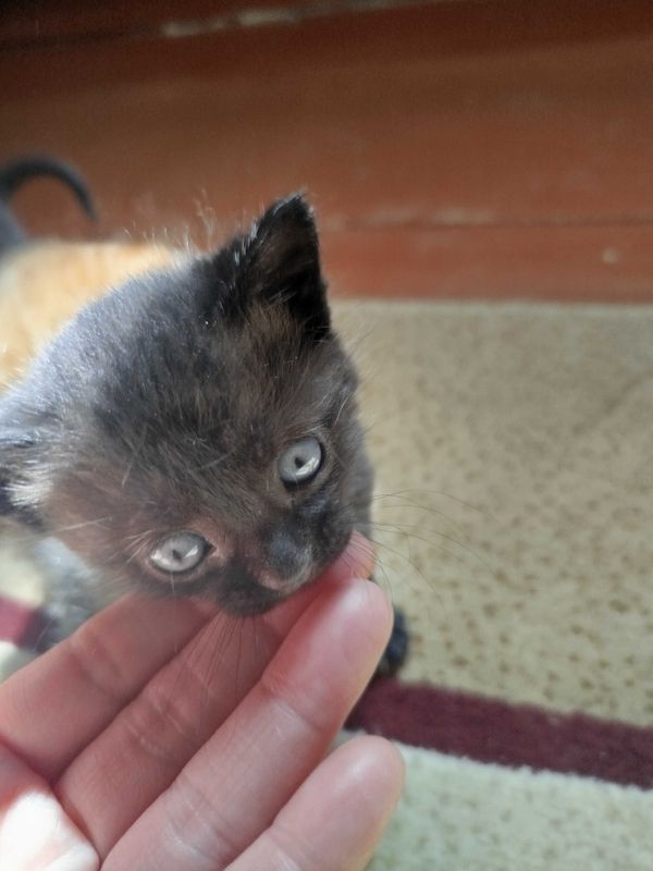Котенок девочка, пушистая, умная 1 месяц Котенок девочка, пушистая, умная 1 месяц