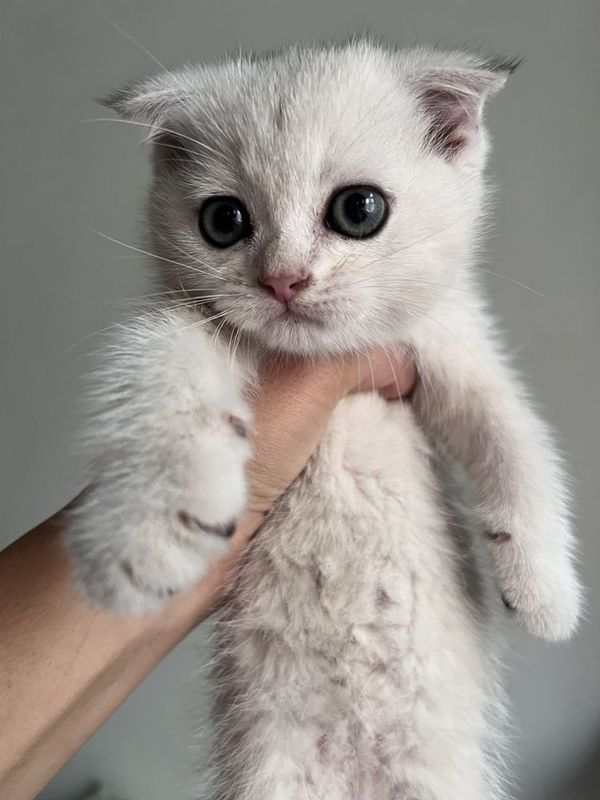 Шотландская кошка 1,5 месяца Шотландская кошка 1,5 месяца