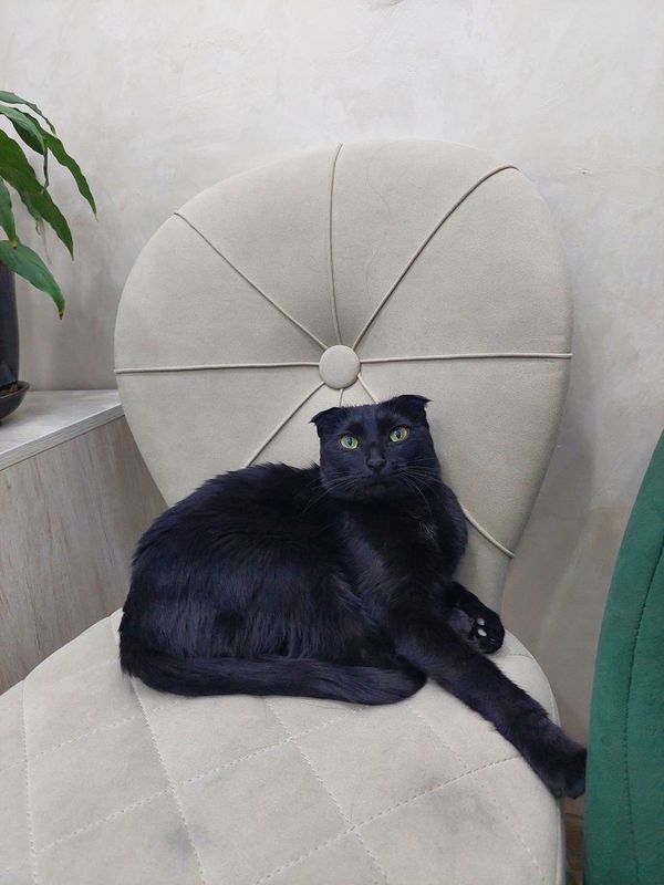 Кошка скоттиш фолд кастрированная. Ташкент Кошка скоттиш фолд кастрированная. Ташкент