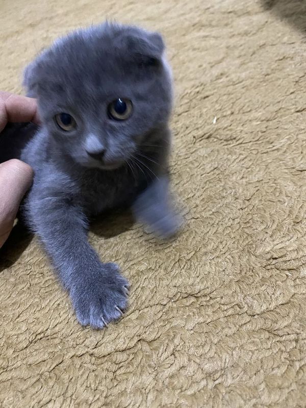 Skotich fold qiz bola pashti 3 oyli
