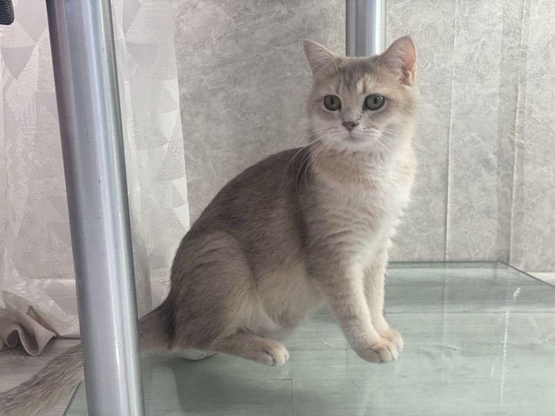 Продаётся кошка (Шотландская страйт, золотая шиншилла) Продаётся кошка (Шотландская страйт, золотая шиншилла)