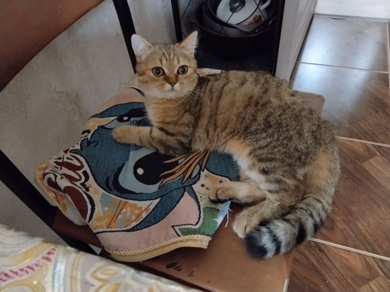 Продаются кот и кошечка
