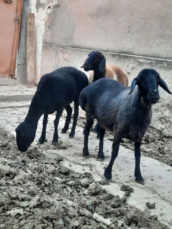 Sro'chni uchta solu qo'y sotiladi Sro'chni uchta solu qo'y sotiladi