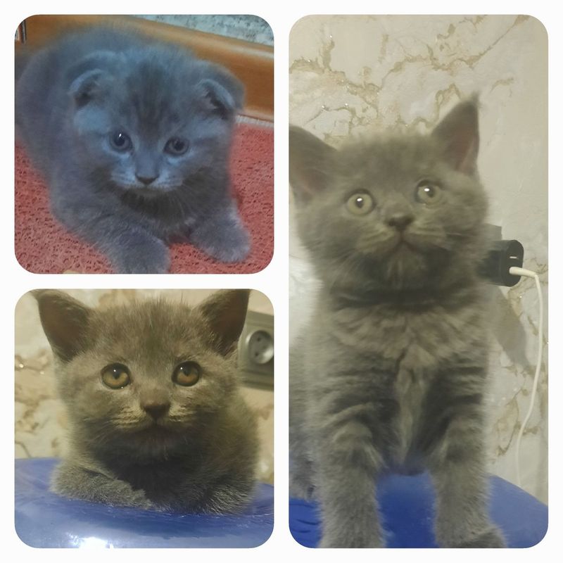 Котята Scottish strat. Котята Scottish strat.
