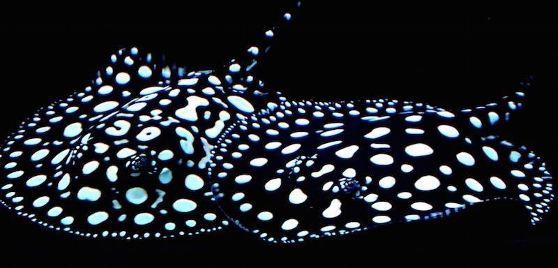 Skat Leopoldi black diamond скат блек Даймонт Skat Leopoldi black diamond скат блек Даймонт