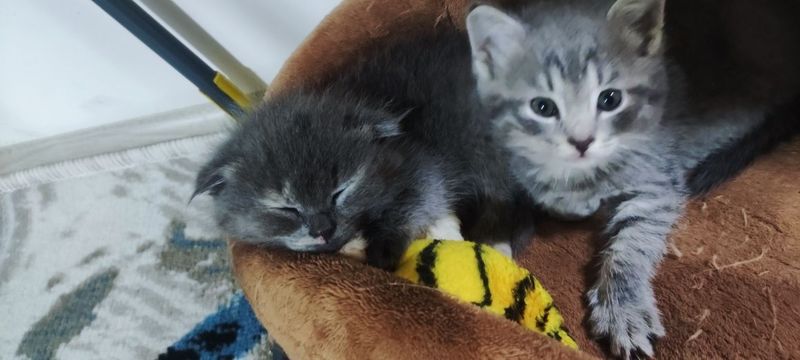 Скотищ фолд Шотландская Скотищ фолд Шотландская