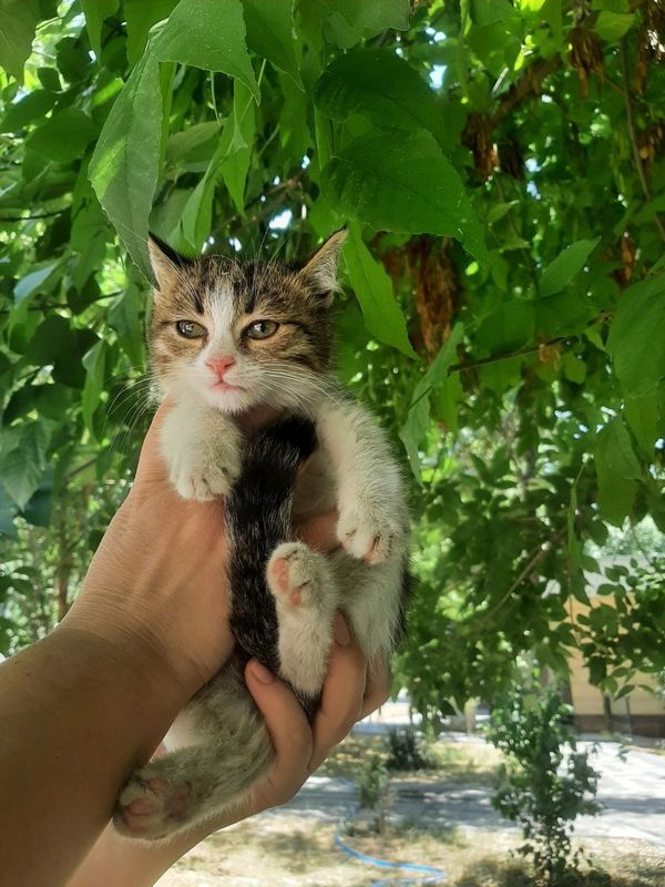 Котята даром в хорошие руки Котята даром в хорошие руки