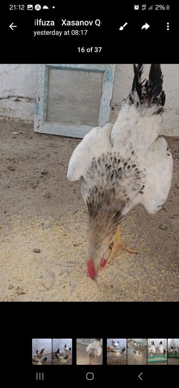 Rassiski Adler xo'rozlari Rassiski Adler xo'rozlari