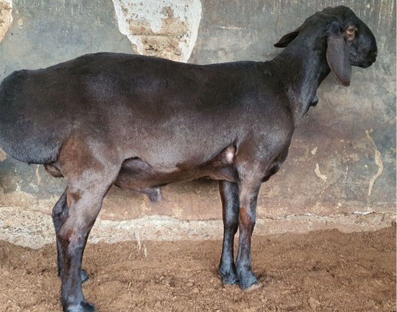 Qo'chqor Sotiladi