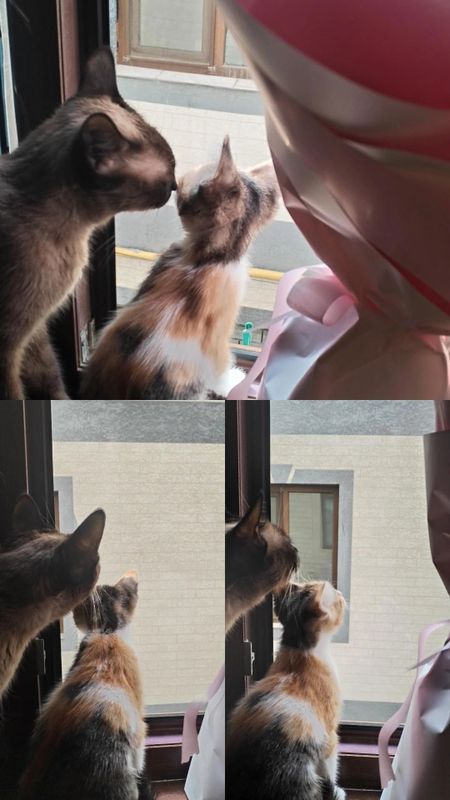 !Срочно! Котенок девочка в добрые руки !Срочно! Котенок девочка в добрые руки
