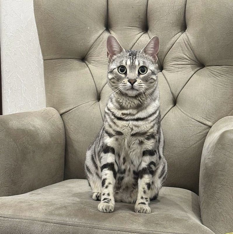 Бенгалская кошка Бенгалская кошка