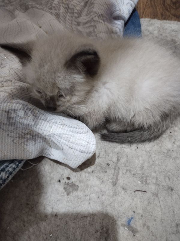 Продается котенок мальчик Продается котенок мальчик