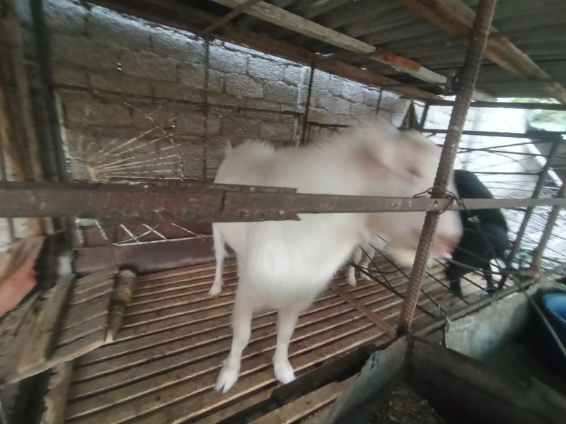 Zotga echki sotiladi Zotga echki sotiladi