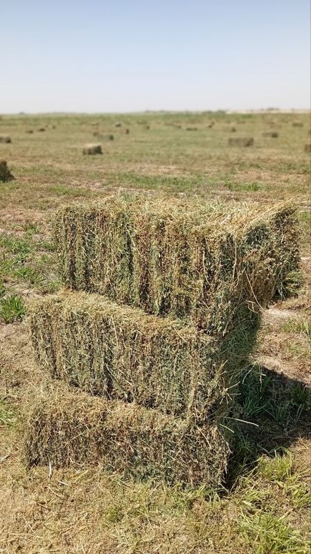 Beda pirss bor 10000 dona kelishilgan