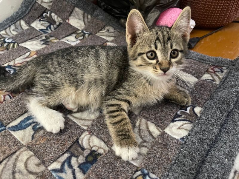кошки кошки