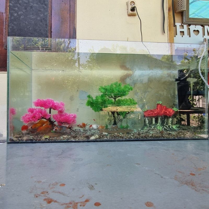 akvarium sotiladi oynali idishi baliqlari bilan akvarium sotiladi oynali idishi baliqlari bilan