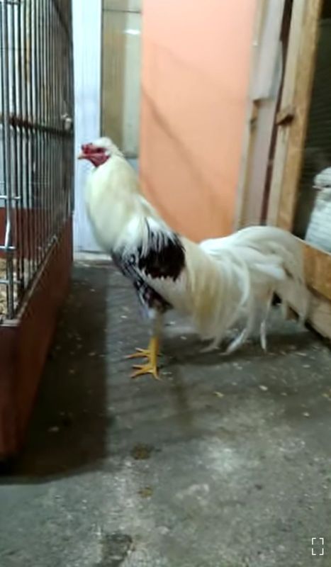 Yokogama kam uchridigan zotdan Yokogama kam uchridigan zotdan