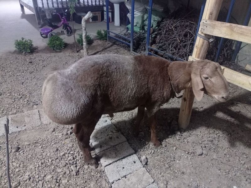 Qoylar sotiladi qochqor Qoylar sotiladi qochqor