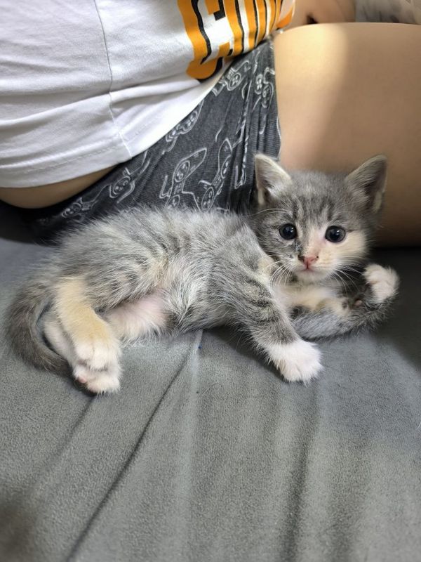 Отдам даром в хорошие руки котят. Отдам даром в хорошие руки котят.