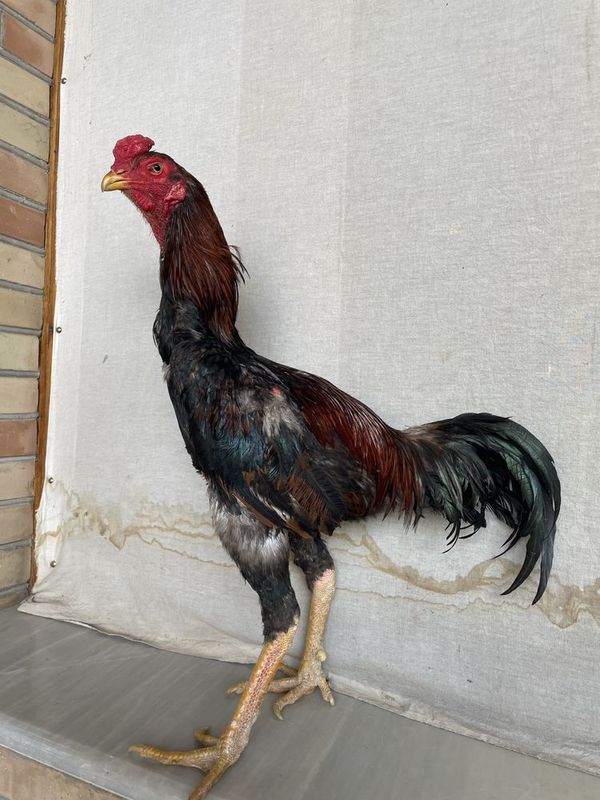 Sotiladi toza zot yoshiga tuldi vesi 4 kg bor narxi 600