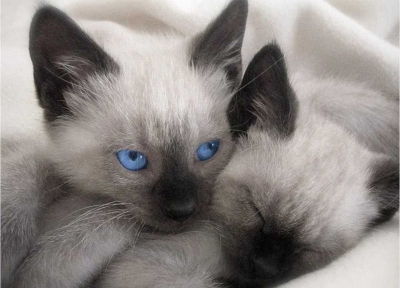 Котенок сиамский Котенок сиамский