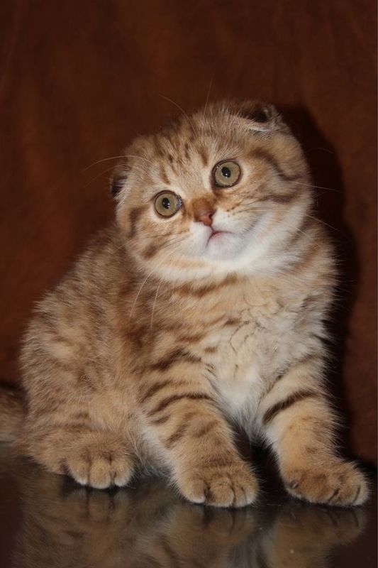 Кошка суотиш фолд Кошка суотиш фолд