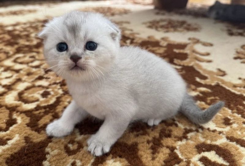 Котята, Мушукни боласи Котята, Мушукни боласи