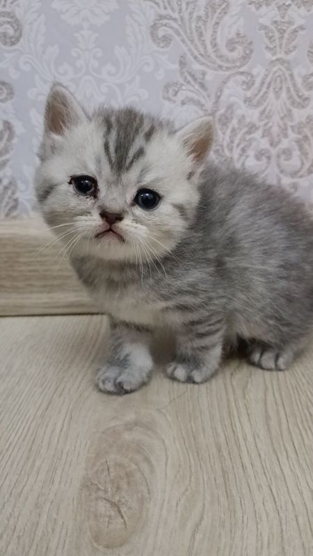 Скотч фолт болалари зотдор гапга чунади соглом