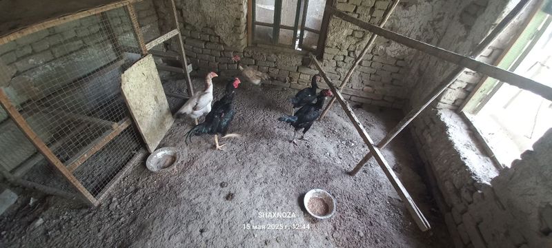 Куланги товуклар тухумлари Куланги товуклар тухумлари