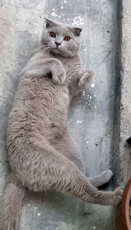 Продаётся срочно котёнок Британский