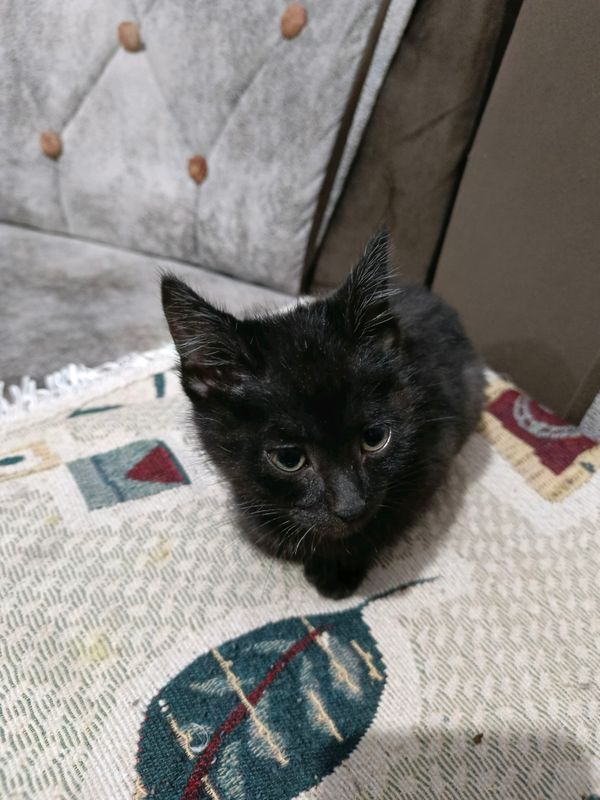 Чёрный котёнок 2.5 месяца, прикчен к лотку Чёрный котёнок 2.5 месяца, прикчен к лотку
